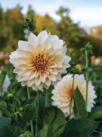 a white dinner plate dahlia