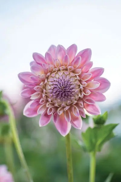 a pinky-purple dahlia