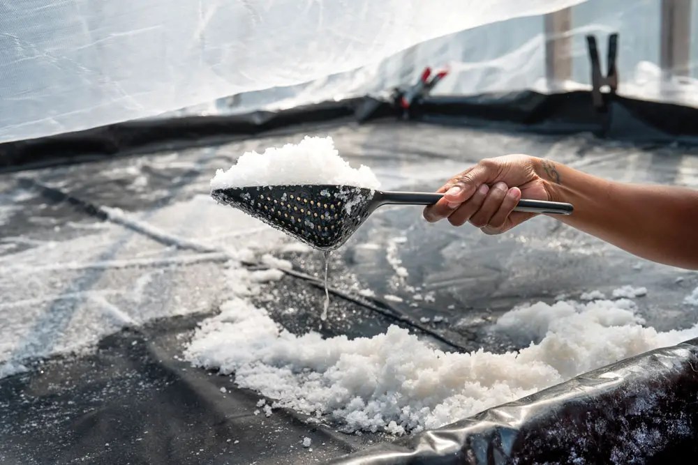 harvesting formed salt crystals from the table in the greenhouse at Matinicus Salt Farm