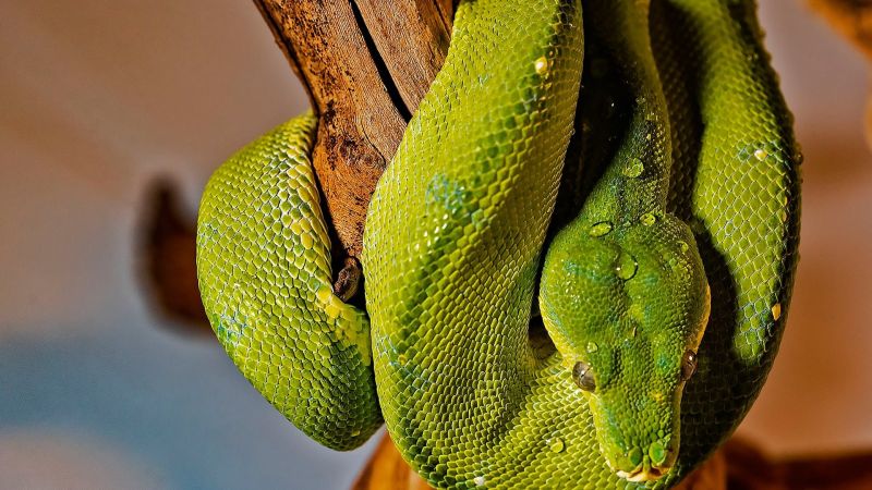 Python Theme For Windows 10 And 11 - High Quality Dark Illustration - HD