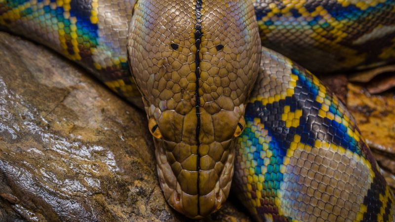 Python Theme For Windows 10 And 11 - Download Perfect Minimal Illustration | Full HD