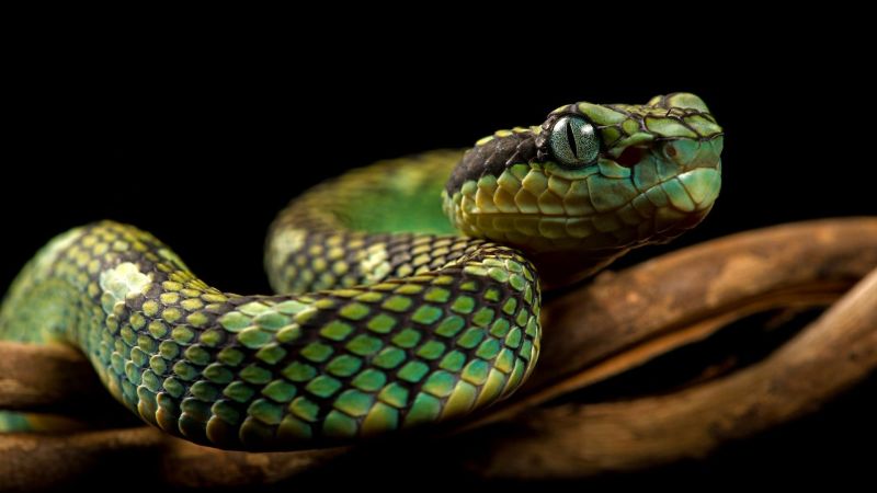 Python Theme For Windows 10 And 11 - Best Nature Patterns in Desktop