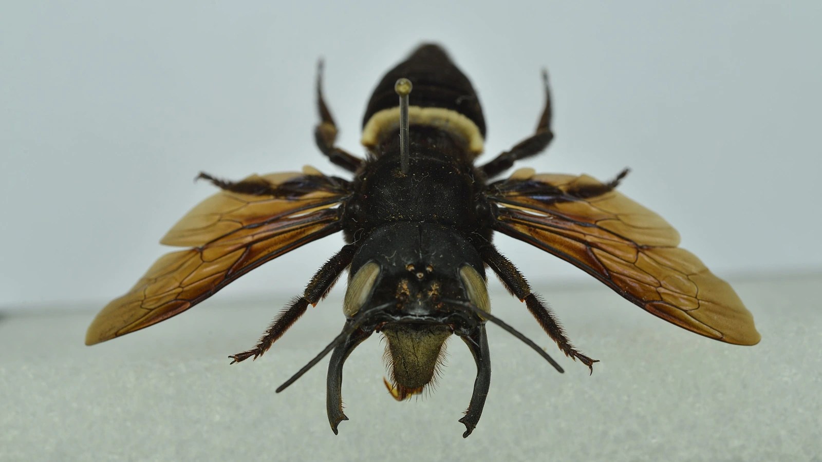 Meet the 'Flying Bulldog': Wallace's Giant Bee - World's Largest Bee! (2026)