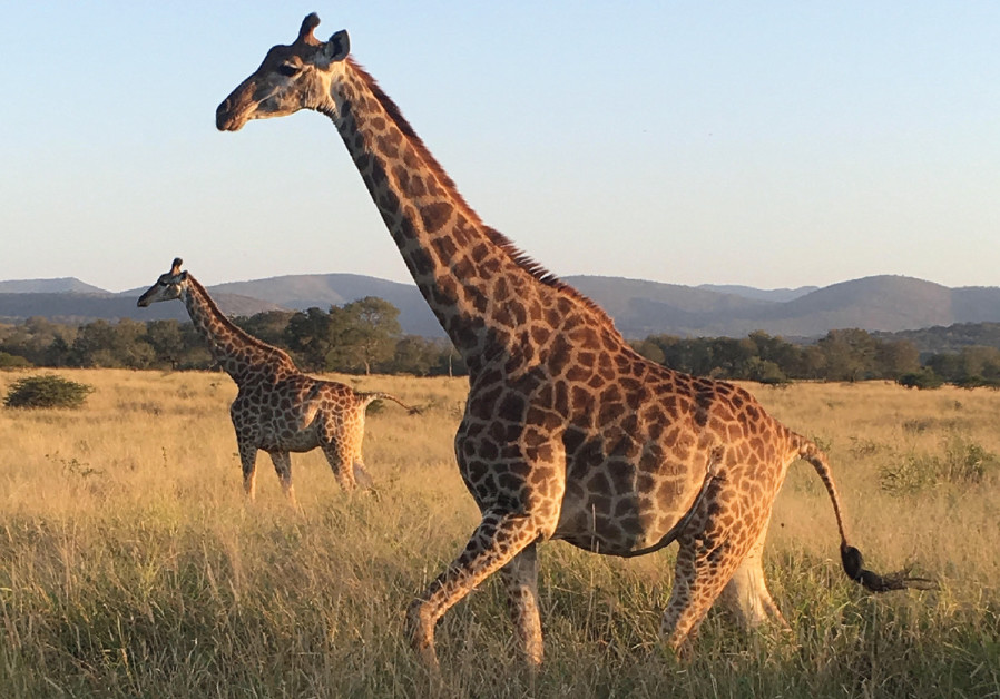 Facing The Big Five Suddenly You Re A Tourist In Your