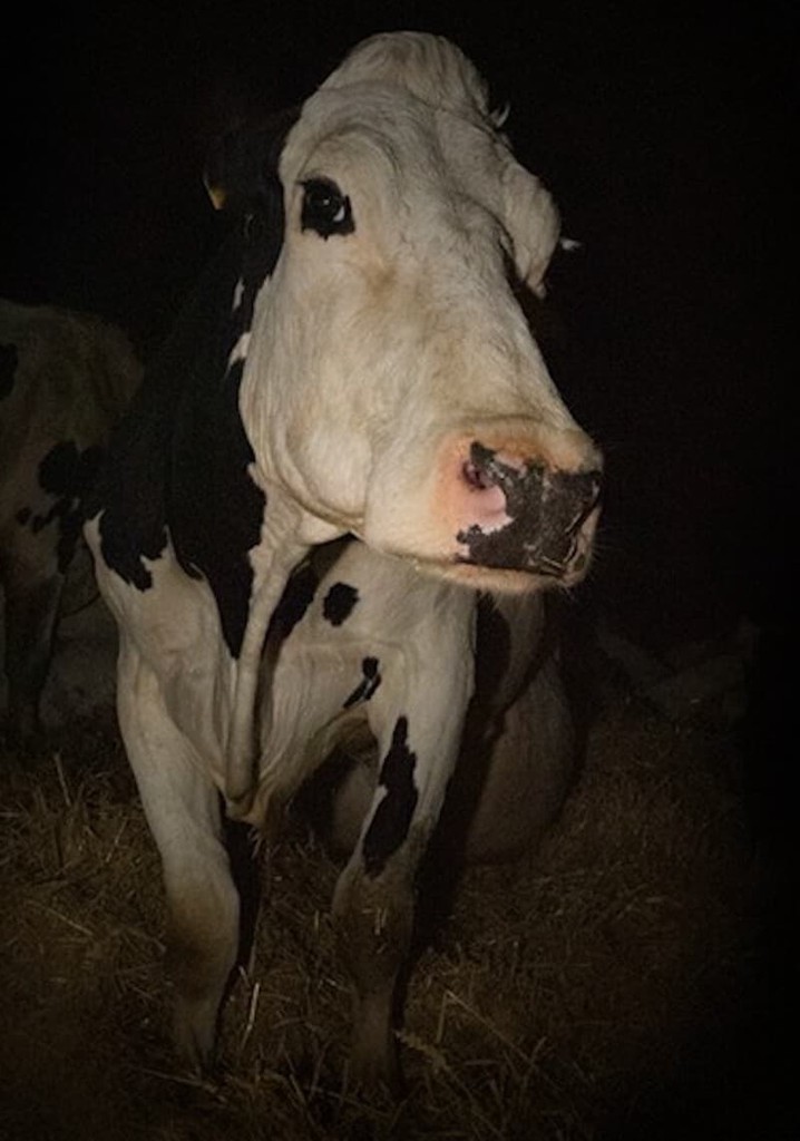 Cow streaming: where to watch movie online?