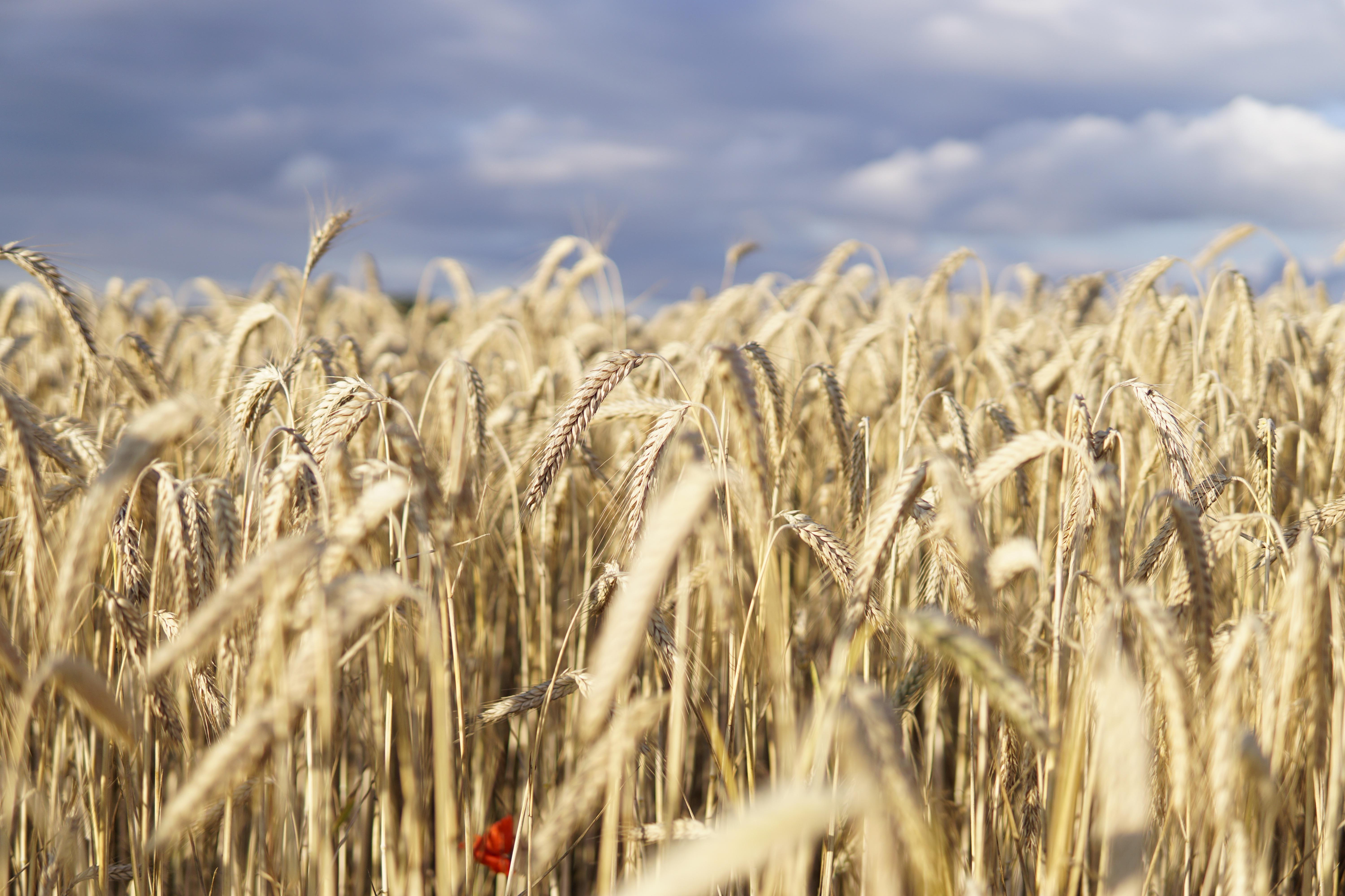 Breakthrough in Starch Research: Super-Sized Granules for Health & Industry (2026)