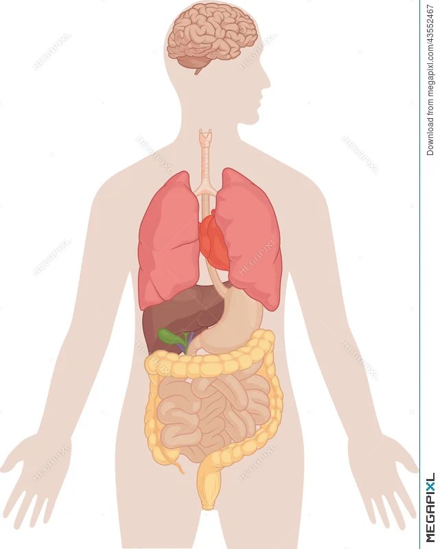 Learn about its function, parts, . Human Body Anatomy Brain Lungs Heart Liver Intestines Illustration 43552467 Megapixl