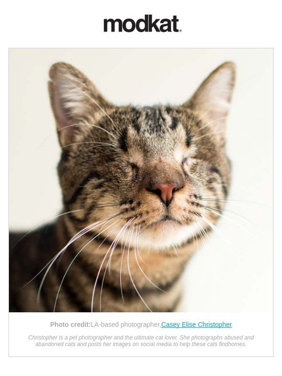 Howstuffworks.com contributors whether you're moving into a new home with similar sized windows or you made a mistake on. Modkat: ð Tips for Living With a Disabled Cat | Milled