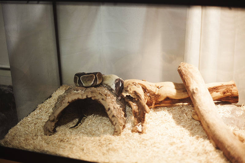 Eating Troubles My Pet Python - Modern Mobile Mountain Textures | Free Download