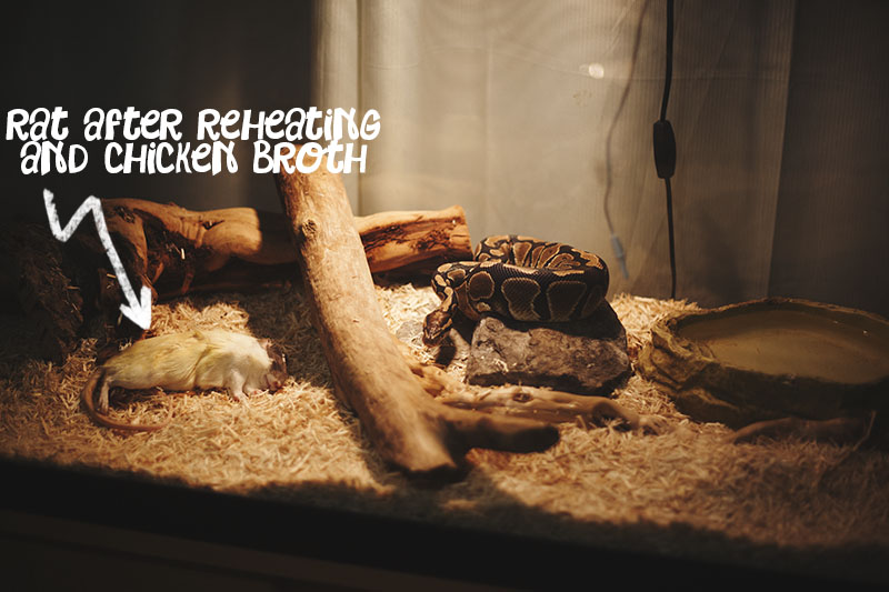 Eating Troubles My Pet Python - High Quality Ultra HD Landscape Wallpapers | Free Download