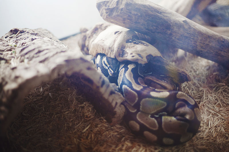 Why Is My Ball Python Sleeping Outside Of The Hide - Ultra HD Ocean Textures for Desktop