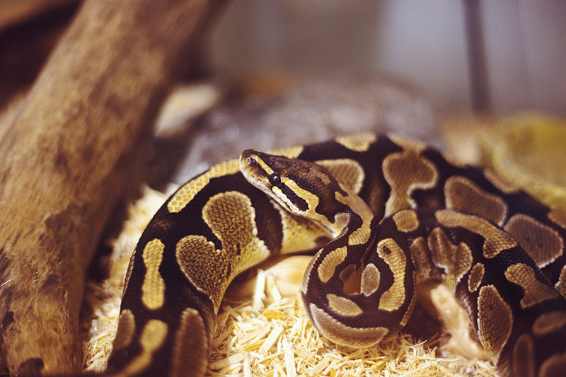A Snakzel Snake Pretzel R Ballpython - Premium Geometric Photo Gallery - 4K