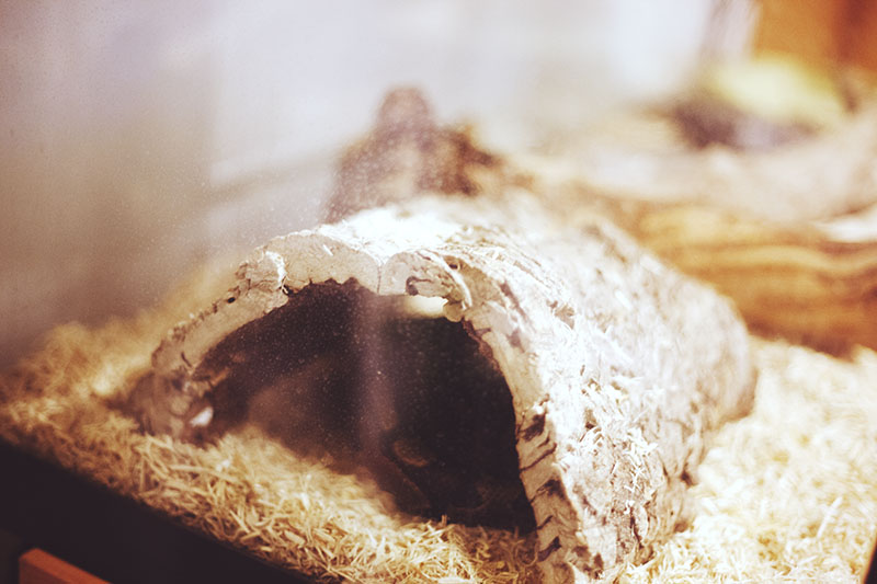 Ball Python Pros Cons As Pet Snakes Youtube - Best Minimal Arts in Ultra HD