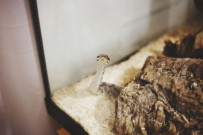 Snake Pretzel My Pet Python - Best Dark Patterns in Ultra HD