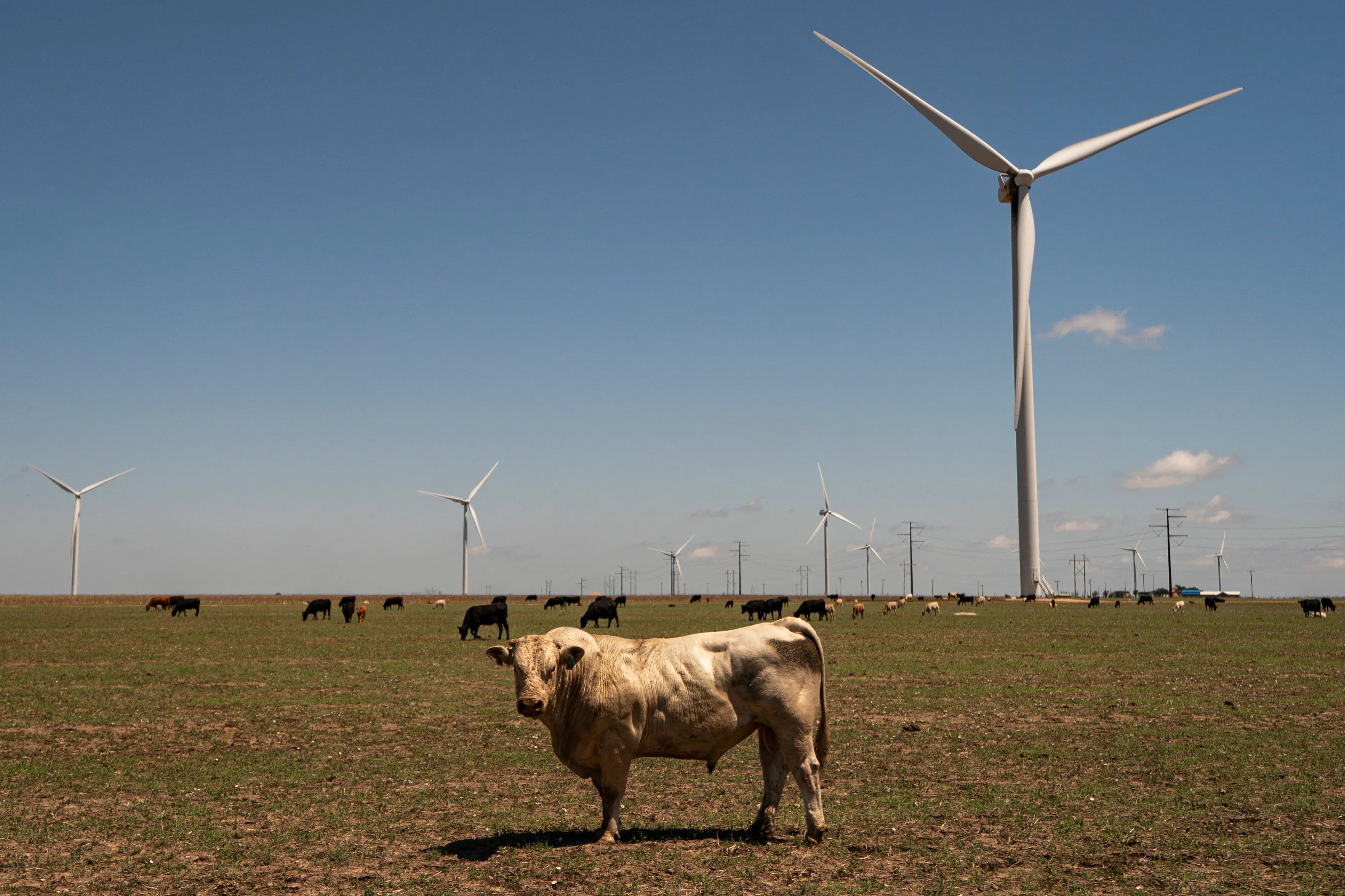 Texas: The Unexpected Leader in Renewable Energy (2026)