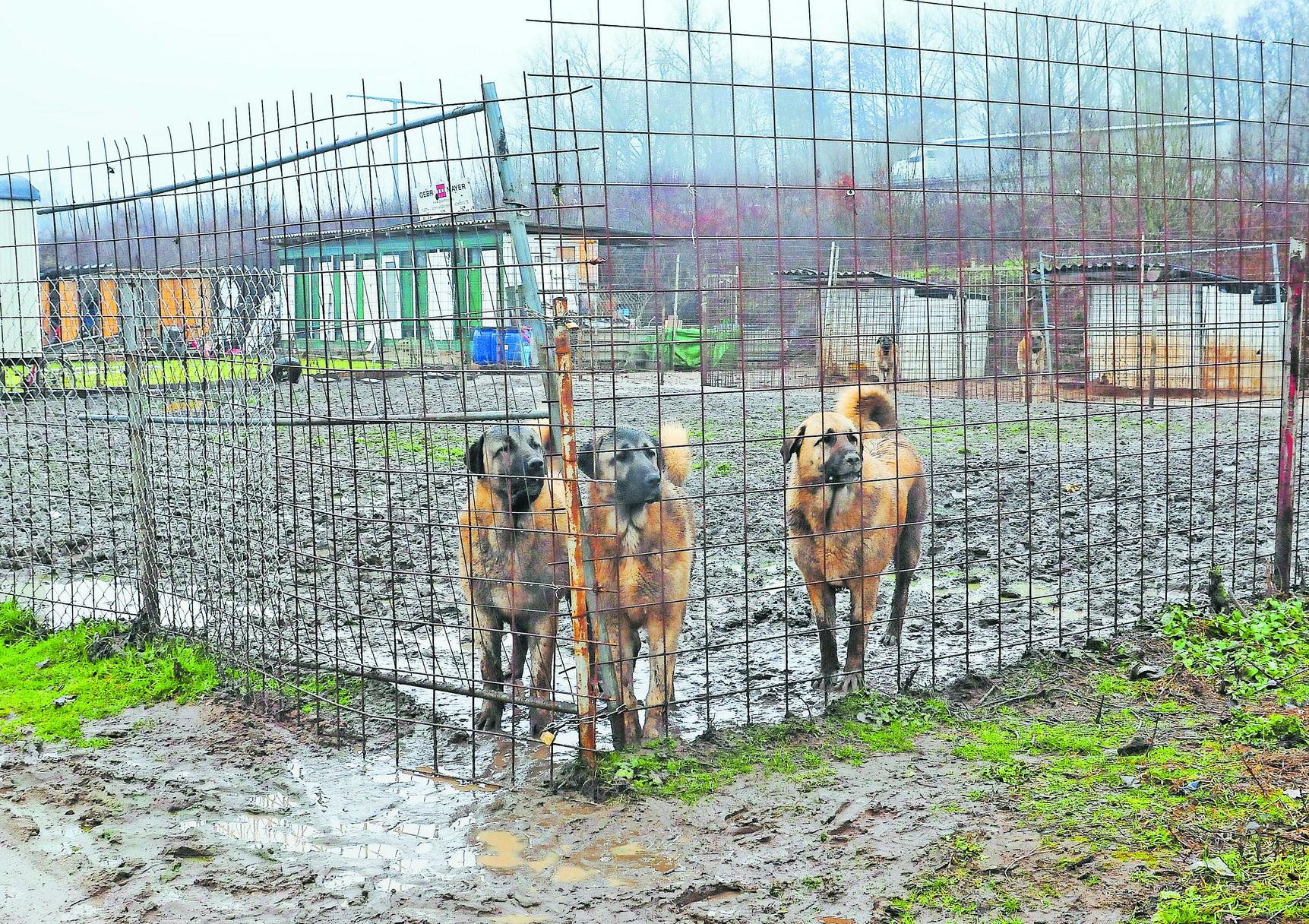 Turkisch Iranische Strassenhunde