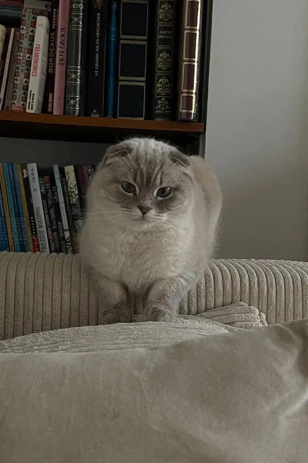 A comprehensive guide: how to use pet wipes for your cat