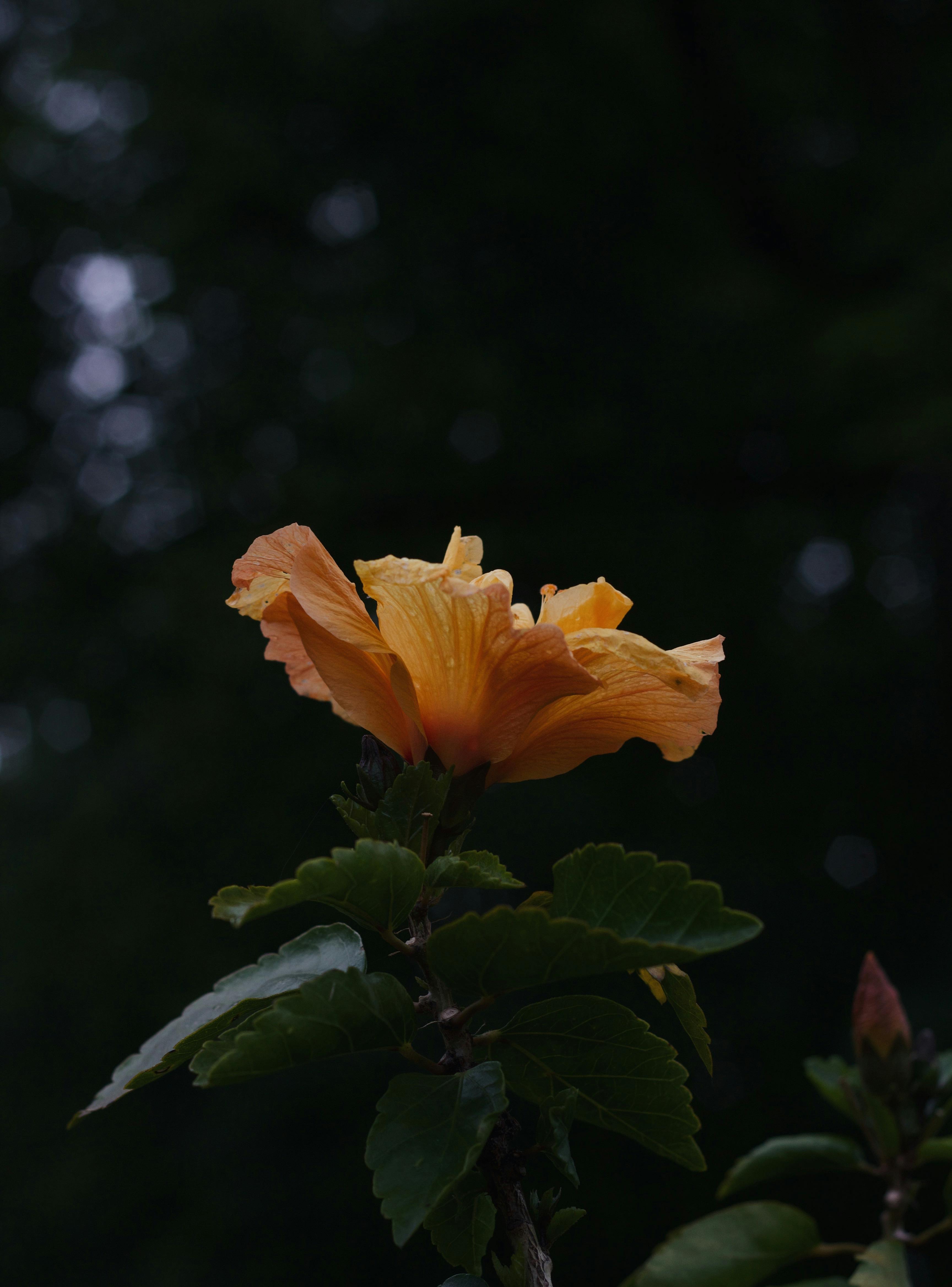 Cosmos Springorigin - Beautiful Ocean Image - HD