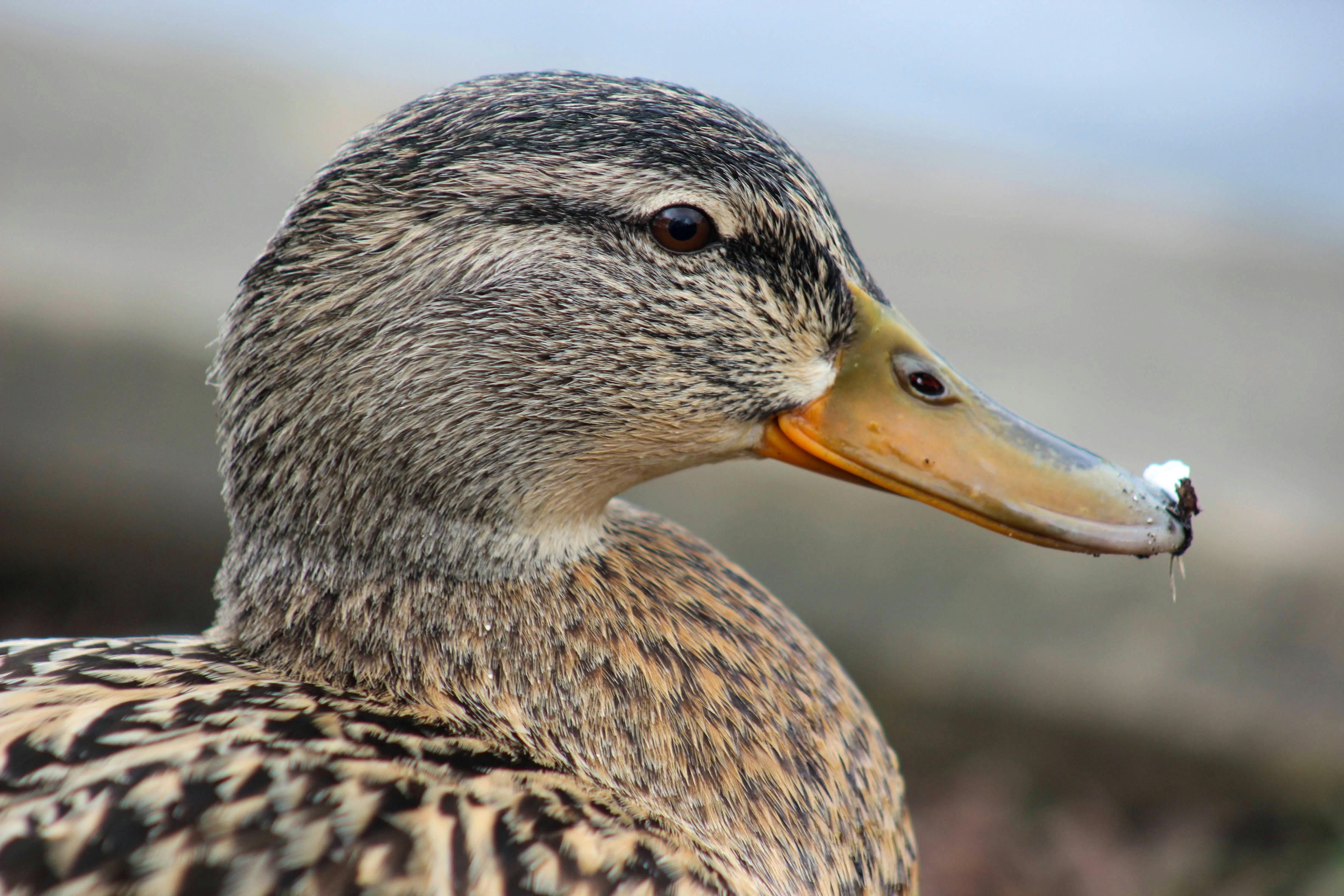 Duck Profile And Information - Colorful Photos - Ultra HD HD Collection