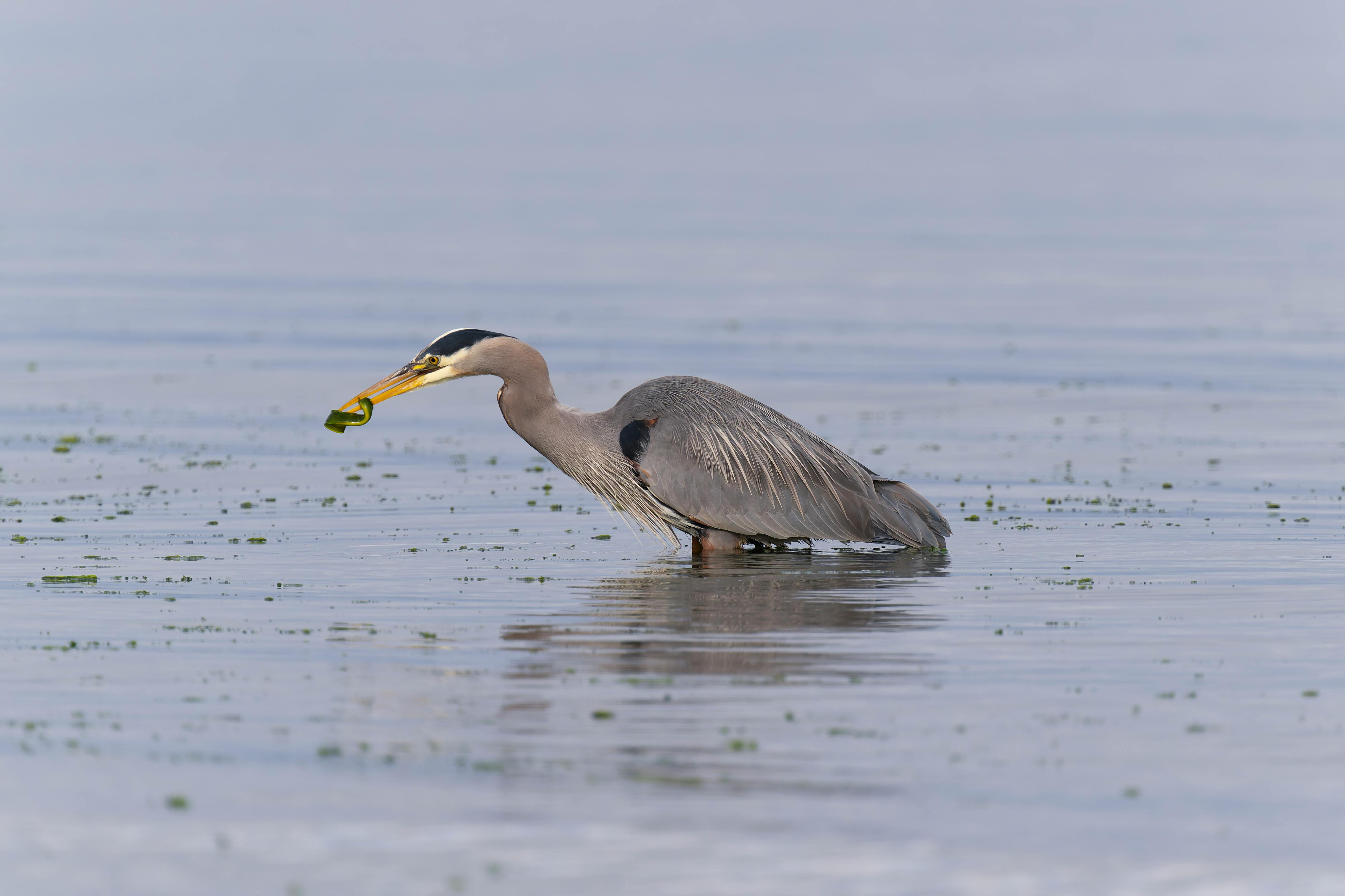 Blue Heron - Abstract Background Collection - Mobile Quality