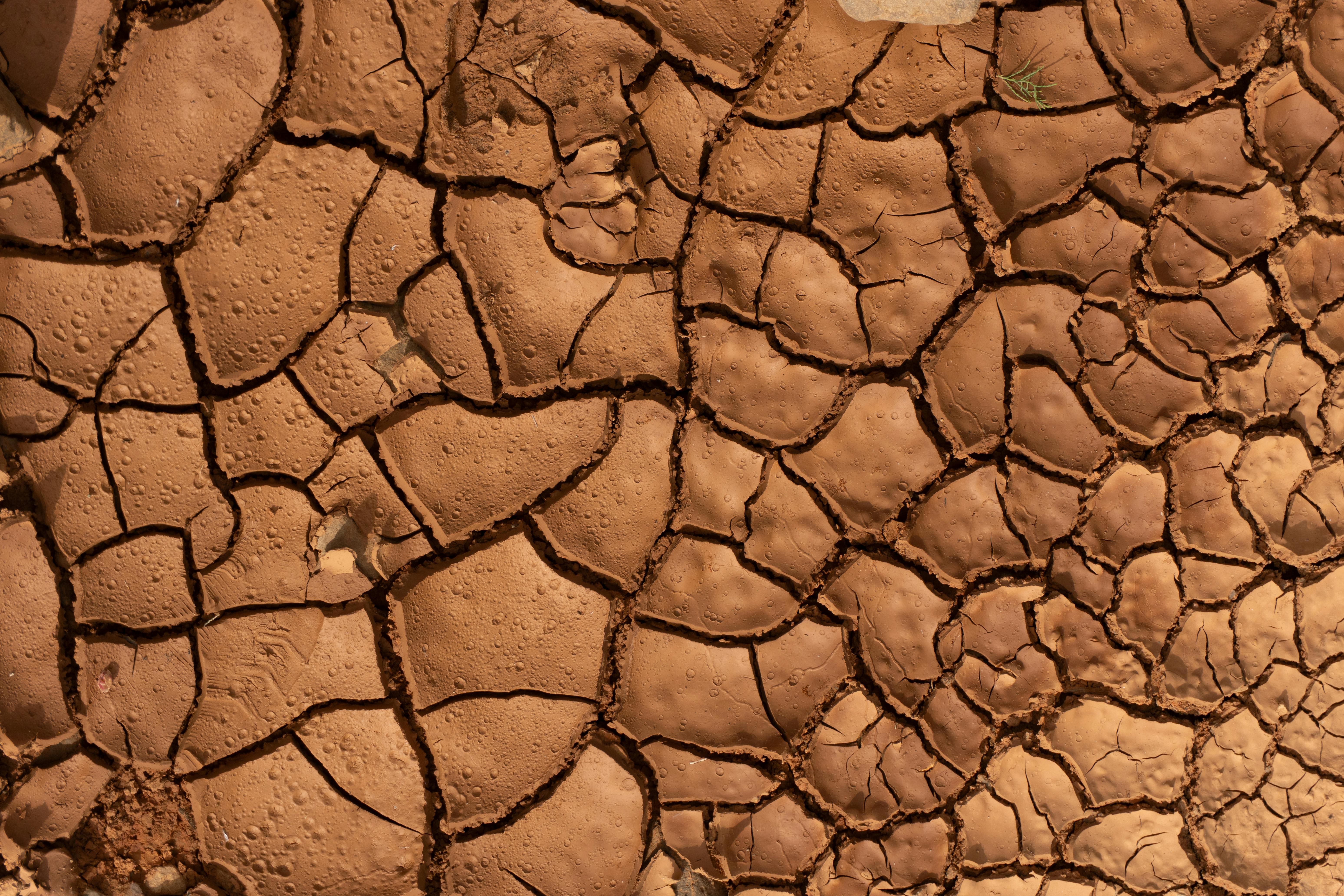 Close-up of dry, cracked earth with detailed texture and warm sunlight highlighting the patterns.