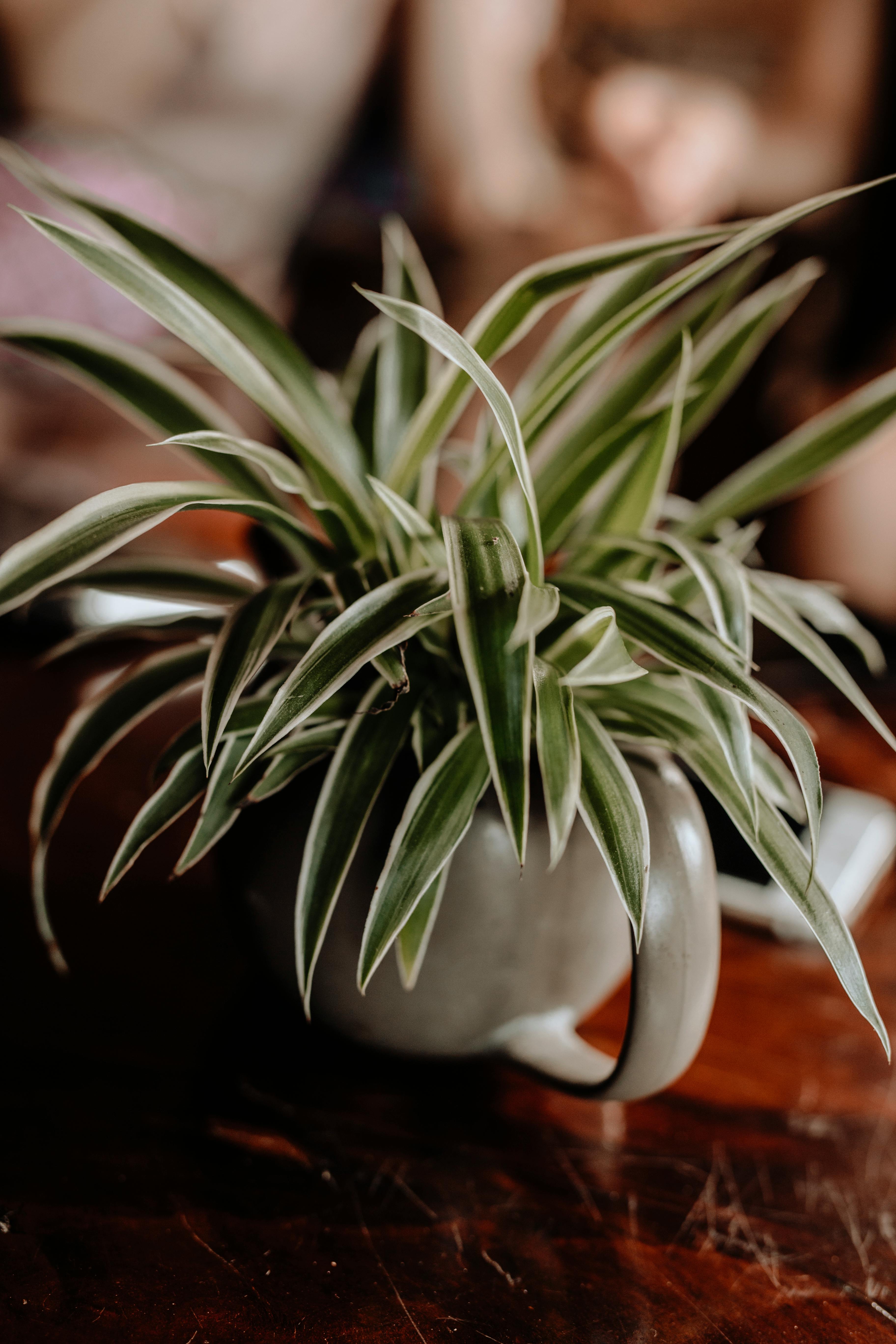 Chlorophytum About Flowers - Perfect 8K Vintage Photos | Free Download
