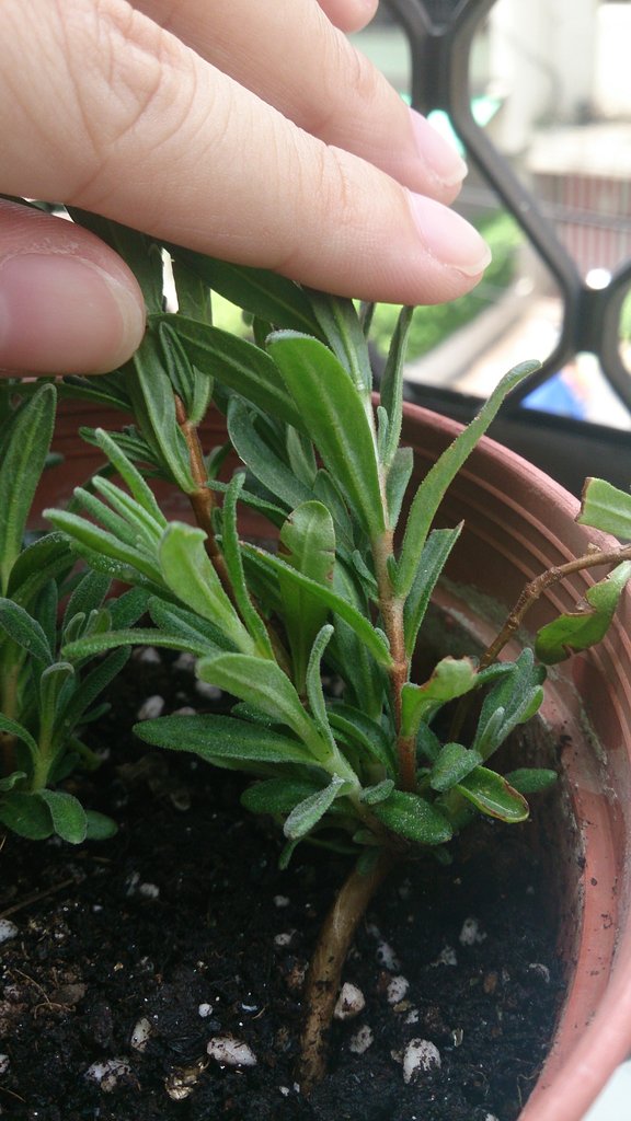 小飛蟲ptt Re Garyele