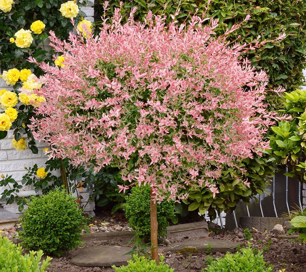 Should I Plant A Weeping Willow Bower Branch