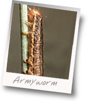 How to get rid of armyworms naturally