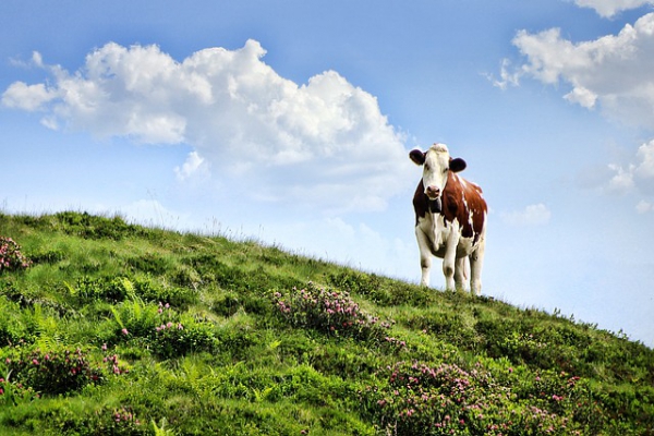 free 4 pasture lease agreement forms in pdf ms word