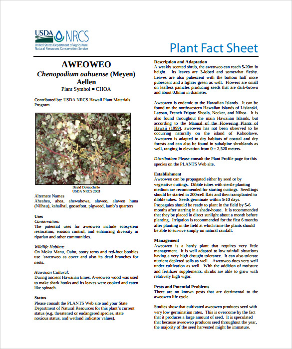 Free 17 Fact Sheet Templates In Ms Word Apple Pages Pdf