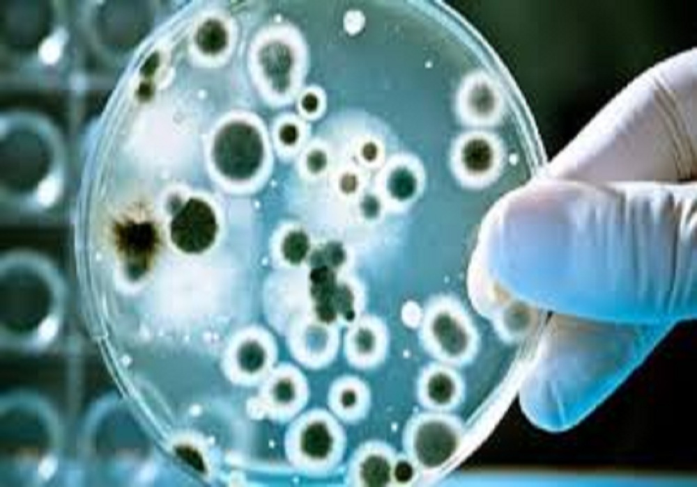 Mucer mycosis in Saurashtra, 400 in Rajkot, 200 in Morbi, 35 in Jamnagar, 6  in Halwad, 3 in Porbandar