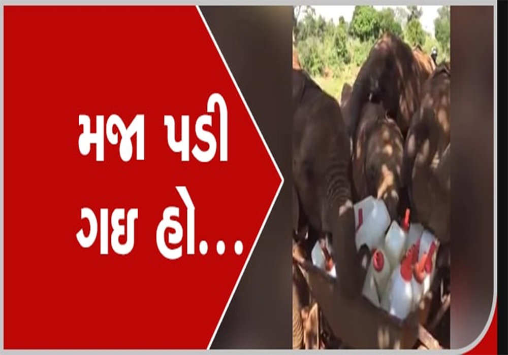 baby elephants bottles of milk they started doing such funny acts - Vimarsana News