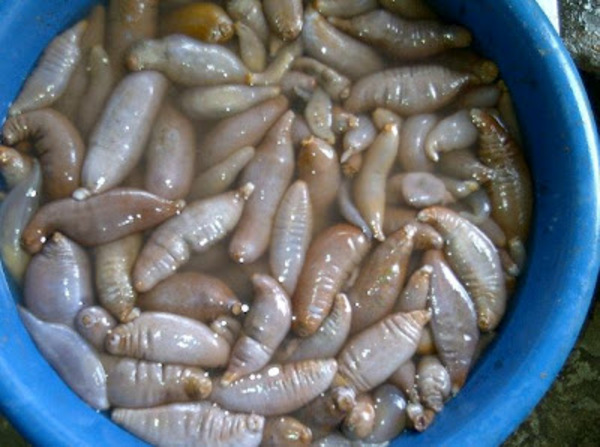 Hai, halooo jumpa lagi di situs kumpulan resep paling lengkap resepmasakanpedia.com, kali ini admin mau share cara membuat kopi santan debm yang enak. Blog Makanan di Sabah: Terbaru..Gambar Makanan Pelik Yang
