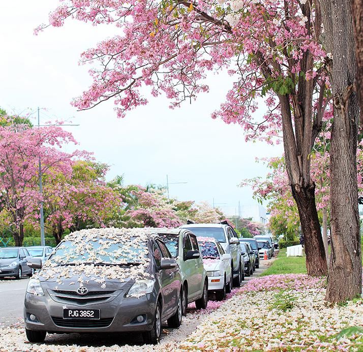Gambar hiasan meja bunga sakura mini pink cantik dari gallery fortuna kab. Tak Perlu Terbang Sampai Ke Jepun, Boleh Saja Nikmati Indahnya âBunga Sakuraâ Di Kedah!