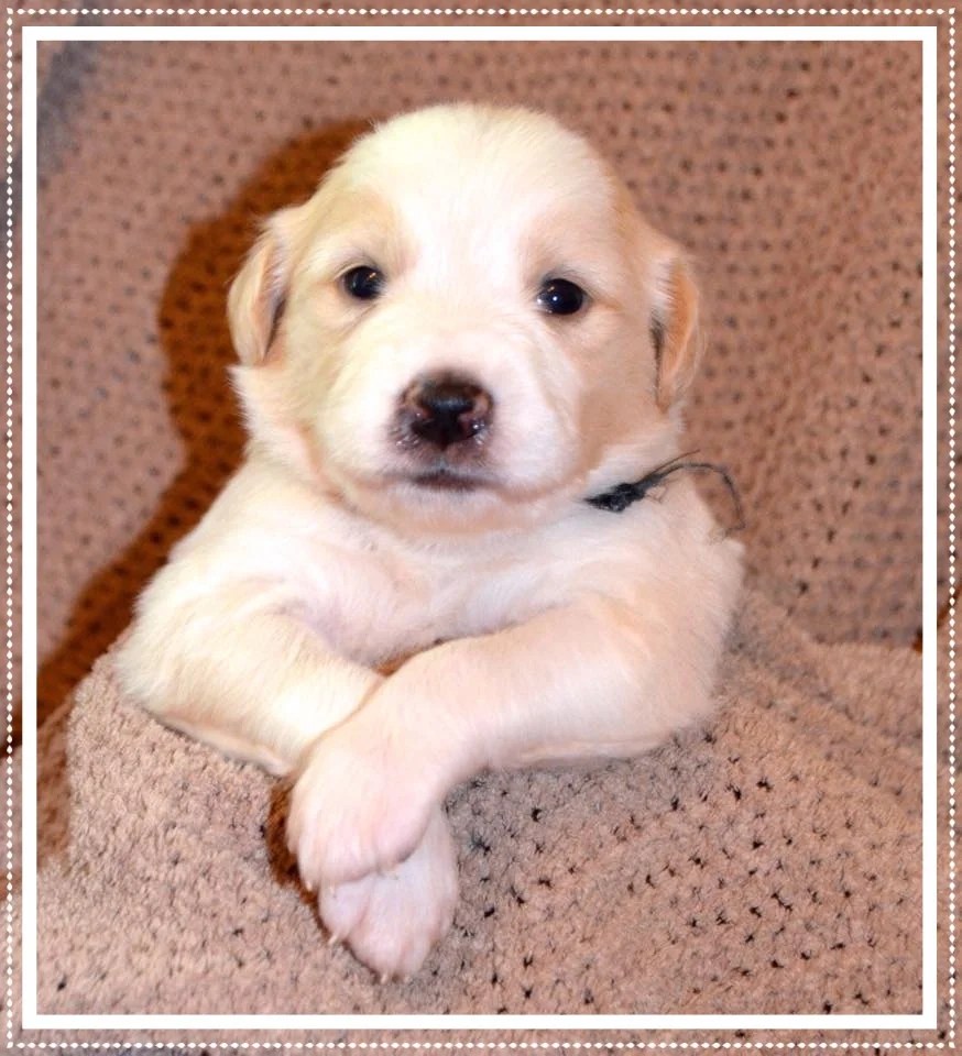 In honor of puppy bowl xi, uber is bringing shelter puppies to offices in 10 participating u.s. Adopt Greater Charlotte Spca