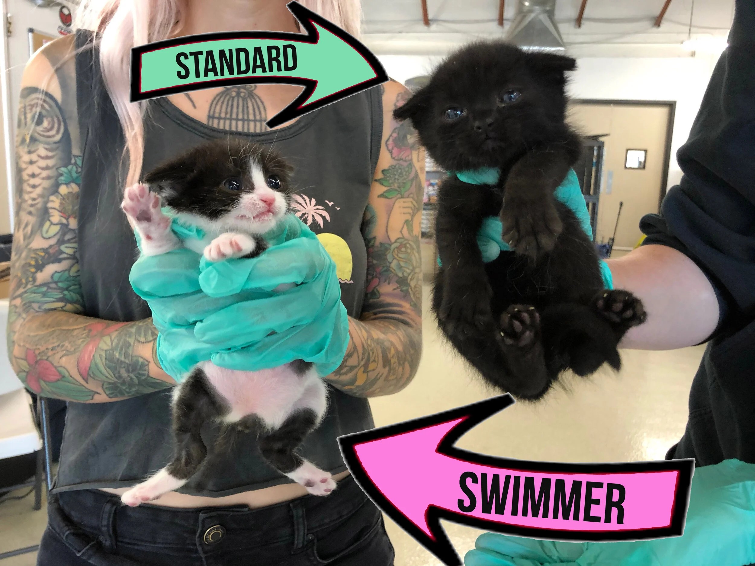 Baby kitten legs apart can't stand when walks