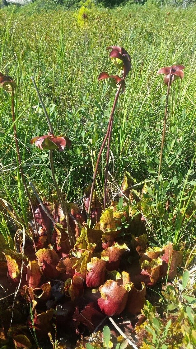 I kept a small collection of sarracenia (pitcher plants), darlingtonia californica (cobra lily), . North American Pitcher Plants And Making A Bog Garden Native Plant Salvage Foundation