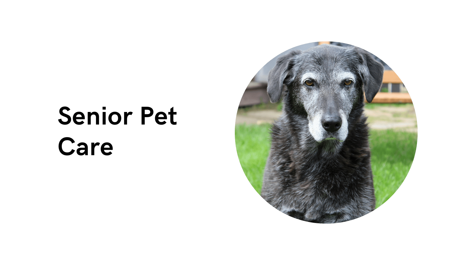 Services — brookdale animal hospital