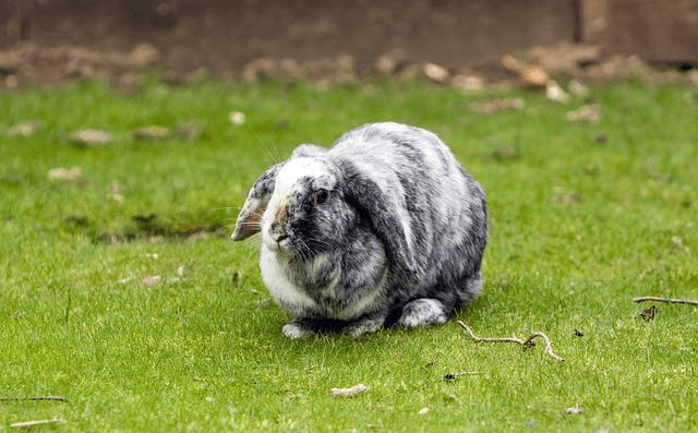 Droopy ear bunny