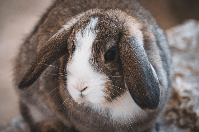 Floppy ear rabbit