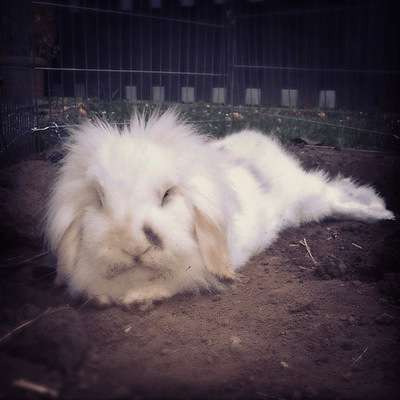 Lionhead rabbit