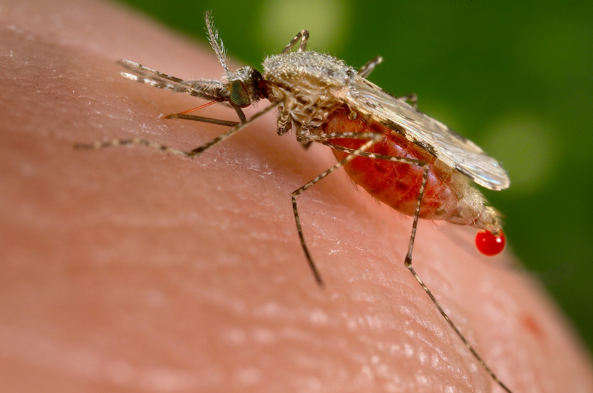 Los investigadores de la malaria están cada vez más cerca de burlar al parásito más mortífero del mundo