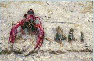 Crawfish Biology The Fish Site Marbled crayfish can reproduce approximately every 3 months up to 7 8 reproduction cycles during its lifespan of 2 to 3 years.