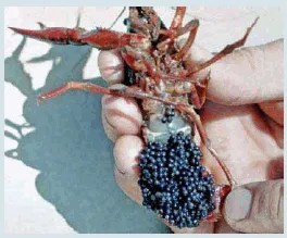 Crawfish Biology The Fish Site While crawfish seemed little affected by a month-long simulated drought no free standing water in artificial burrows spawning rate declined by 48 and 88 when the drought was extended for 2 and.