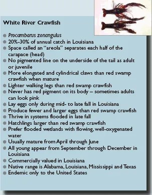 How To Breed Yab In 2021 Freshwater Lobster Food Change Hob Farms 