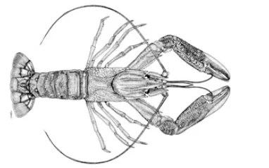 Crayfish The Care Feeding And Breeding Of Freshwater Crayfish Crawfish Aquarium Tidings His production facility near Elkton in north Florida started with only 50 juvenile red claws is now the largest commercial producer of red claw freshwater lobsters in Florida almost doubling in size every year. Crayfish The Care Feeding And Breeding Of Freshwater Crayfish Crawfish Aquarium Tidings The Redclaw Crayfish is a tropical freshwater crayfish native to Australia.