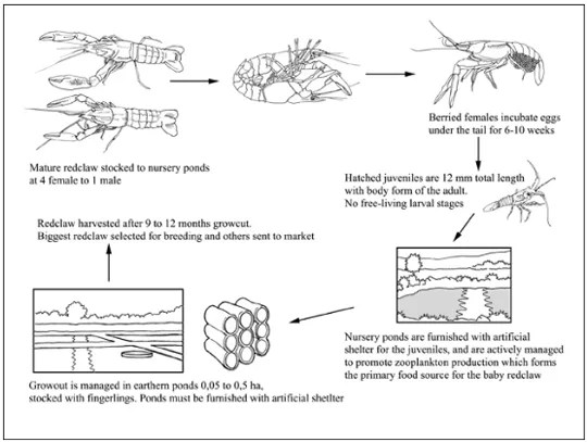 How To Farm Red Claw Crayfish The Fish Site The fact that it can withstand low oxygen levels and thrives in. How To Farm Red Claw Crayfish The Fish Site Fish and Wildlife Service April 2014 Revised January 2018 May 2018 Web Version 5292018.