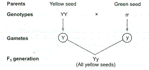 Mendel Crossed Plants Which Bred True For Yellow Seeds With