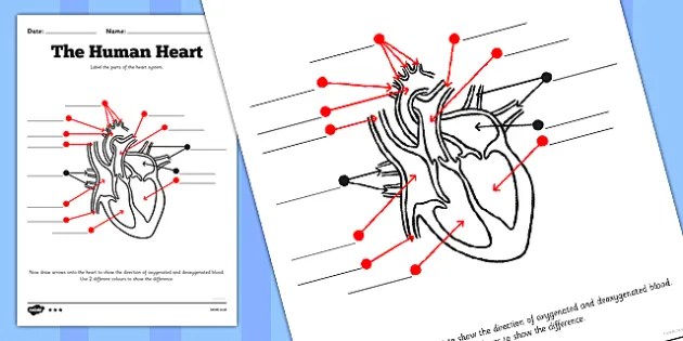 Human heart diagram without labels heart anatomy diagram . Human Heart Diagram Without Labels Labelling Worksheet